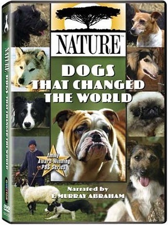 History of Dogs That Changed The World Full Documentary the epic story of the wolf’s evolution, how “man’s best friend” changed human society and how we in turn have radically transformed dogs.