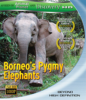 Borneo's Pygmy Elephants Full Documentary