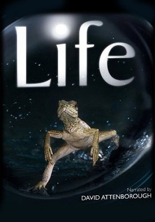 Life (BBC TV series) Full Documentary Videos by David Attenborough